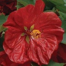 THJAR 15+  ABUTILON HYBISCUS-LIKE FLOWERING MAPLE PERENNIAL SEED MIX - £5.65 GBP