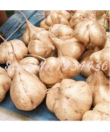 Sweet Potato Jicama Yam Bean Garden Fruits And Vegetables Seed Pot Court... - €10,15 EUR