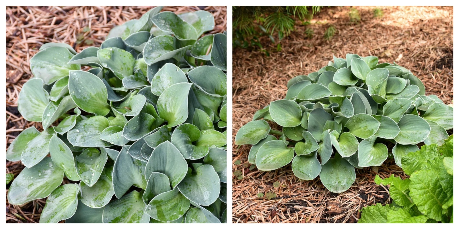 1 Division Size Starter Plant Hosta 'Blue Mouse Ears' - Ships Bare Root - $37.99