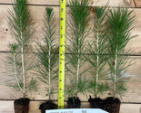 10 Japanese Black Pine - 8&quot;- 14&quot; Tall Seedling - Great Bonsai or Shade Tree - £43.62 GBP