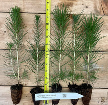 10 Japanese Black Pine - 8&quot;- 14&quot; Tall Seedling - Great Bonsai or Shade Tree - £43.48 GBP