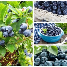 100 Dwarf Blueberry Seeds Top Hat Low Bush Variety Sweet Edible Fruits USA SELLE - £9.74 GBP