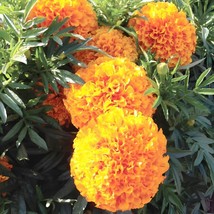 200 Cracker Jack Mix Crackerjack Mix Marigold Seeds Grown In Usa Gardening - $7.84