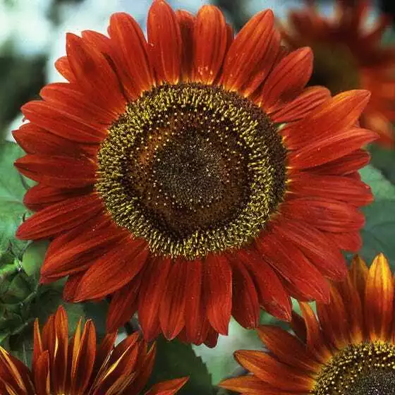 Sunflower RED SUN 5-6’  25 Seeds Maroon Flowers 6&quot; Pollinators Non-GMO - £7.79 GBP