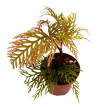 Begonia bipinnatifida, 2 inch Fern Leaf Begonia Pink Flower - £9.02 GBP