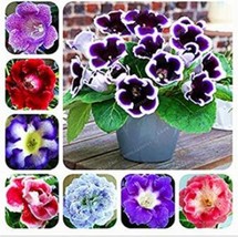 100 Seeds Gloxinia Seeds Mixed Purple Red Black Pink Ect 8 Colors Garden - £6.55 GBP