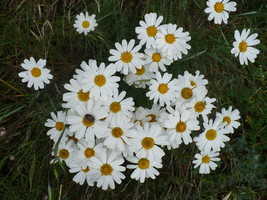 200 Chrysanthemum cinerariifolium .Pyrethrum Seeds,  Tanacetum cinerarii... - $6.00