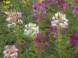 SHIP FROM US 6,000 Cleome Colorful Mix Seeds - Spider Plant, ZG09 - $31.96