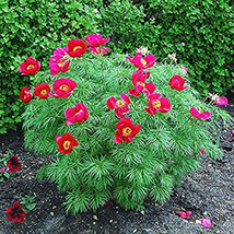 10 Seeds Paeonia Tenuifolia Bonsai Fernleaf Peony Bonsai Peony Flower Double Flo - £7.85 GBP