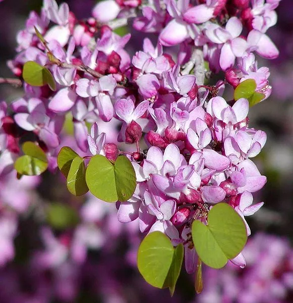 Cercis Occidentalis 25 Seeds Western Redbud Cold Hardy Flowering Shrub Or Tree - £7.67 GBP