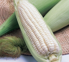 Silver Queen Corn Seeds | Non-GMO | Seed Store Easy to Grow - £3.92 GBP+