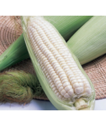 Silver Queen Corn Seeds | Non-GMO | Seed Store Easy to Grow - £3.93 GBP+