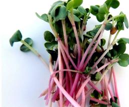 300 Red Arrow Radish Seeds Vegetable Mild Sweet Container Garden Easy - £14.37 GBP