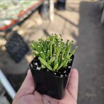 Dancing Bones | Hatiora Salicornioides 2in Pot - $8.90