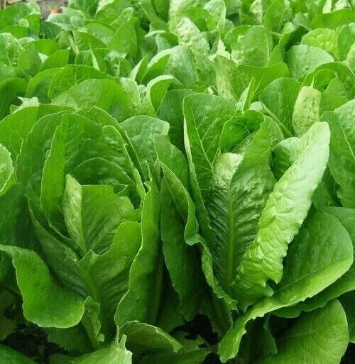 300 Ct Parris Island Cos Romaine Lettuce Seeds - Non-GMO / Heirloom - $6.99