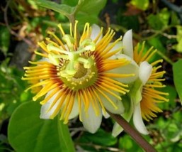 Yellow Holosericea Passion Flower Vine Fragrant Live Plant Passiflora - $19.99