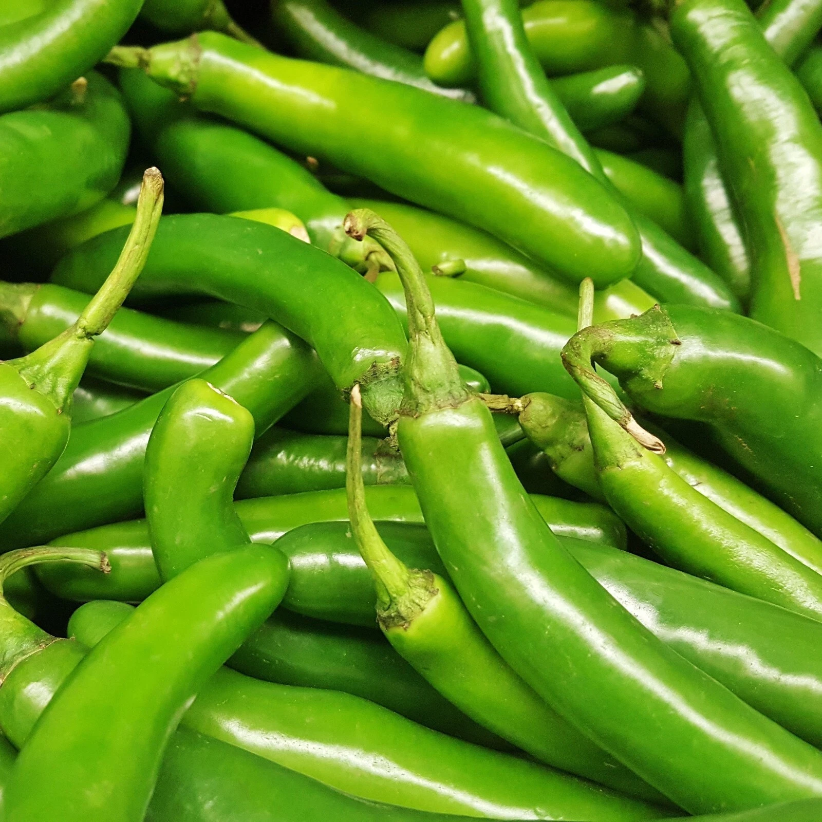 Serrano Pepper Seeds, Hot Heirloom, Non-GMO, Organic, High Yield, - $6.99