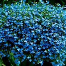 LWSTORE Blue Ground Cover Seeds Blue Lobelia Seeds Blue Carpet Seeds 75Ct USPS S - $8.42