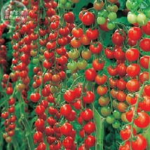 Fresh Seeds Dolce Vita Organic Cherry Tomato Seeds Pack 100 Seeds Ts287T - $13.98