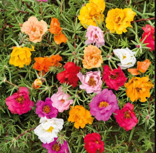 500 Seeds Moss Rose Double Mix Portulaca Low-growing Peony Flowers Seeds... - $5.99
