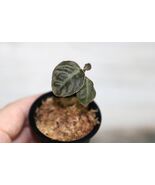 LABISIA OBTUSIFOLIA “RED” COMPANION PLANT POTTED - $37.00