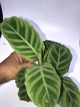 4&quot; Pot Live Plant 4” Tall Calathea Zebrina Zebra Plant Calathea zebrina - £32.45 GBP