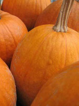 15 Sugar Pie Pumpkin Seeds-1072A - £3.17 GBP