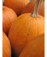 15 Sugar Pie Pumpkin Seeds-1072A - £2.33 GBP