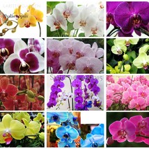 Rare Mixed Colorful Phalaenopsis Amabilis Butterfly Orchid, 100 seeds, fragrant  - £3.90 GBP