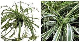 NEW ! Reverse Variegated Spider Plant - Easy to Grow/Cleans the Air - 4&quot; pot - £30.59 GBP