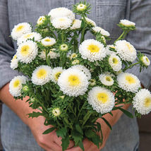 Macaroon White Aster Seed , Aster Flower Seeds , USA Grown Seeds - $13.99