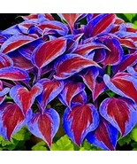 Grow Elegance – Premium Hosta Seeds for a Stunning Garden Beautiful Host... - $5.13 CAD