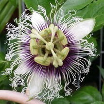 New Fresh USA Seller Passiflora Edulis Red Flamenco 5 Seeds - $18.40