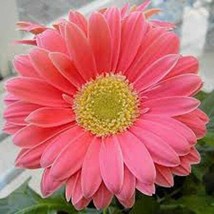 50 Pcs Mix Gerbera Daisy Flower Seeds #MNGS - £18.07 GBP