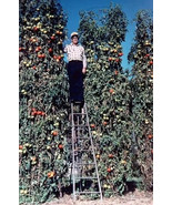 VC 10 Minnesota Midget Melon Seeds Grow Fun Midget Melons That Taste Gre... - $24.39 CAD