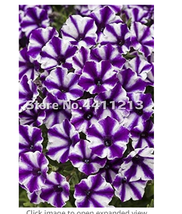 200 pcs/ Bonsai Petunia Garden Bonsai Moon Night Sky Double Purple Flowers Purpl - £9.83 GBP