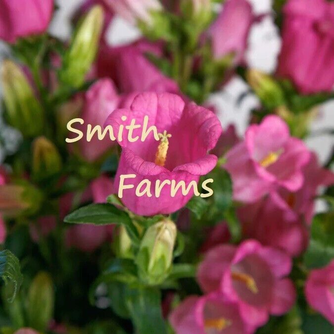 HT 25 Seeds Pink Canterbury Bell Flowers Garden Seeds - $14.12