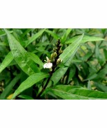 Daun Gandarusa - Justicia Gendarussa Leaf (Powder), 80 Gram - $19.60