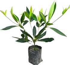    Rudraksha Live Plant laeocarpus ganitrus 1 your home and tarrace garden  - £47.13 GBP