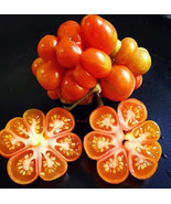 50 Seeds Reisetomate Tomato Tomatoe Vegetable Garden    - $6.90