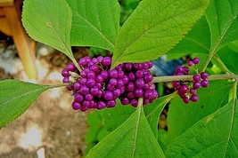 2 Live Plants Purple American Beautyberry Bush Shrub Callicarpa French Mulberry - £53.54 GBP
