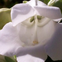 Penstemon Venustus Alba White Elegant Penstemon Seed Garden Fresh - £6.34 GBP