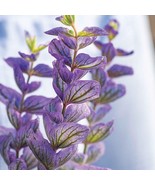 SDC Oxford Blue Salvia For Planting 100 Seeds Fresh Seeds - $29.10 CAD