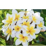  White &amp; Yellow HAWAIIAN PLUMERIA FRANJIPANI 8”-12&quot; CUTTING + Angel Trumpet - $24.45 CAD