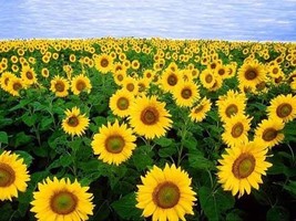 15 Sunflower Flower Seeds Bw91048 Fresh USA Shipping - $15.74