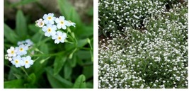 600 Seeds Forget Me Nots WHITE Perennial Moon Garden Ground Cover Border Seeds  - £21.54 GBP