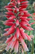 Seeds pink astilbe flowers thumb200