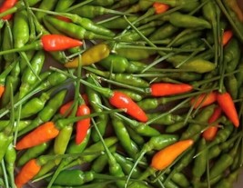 THJAR 20 Fresh Thai Garden Bird Premium | NON-GMO | Pepper Seeds-B 68 - £3.94 GBP