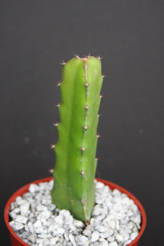 Garden Store 4&quot;&quot; Dragon Fruit Purple Flesh Pitaya Exotic Tropical Cacti ... - $25.28