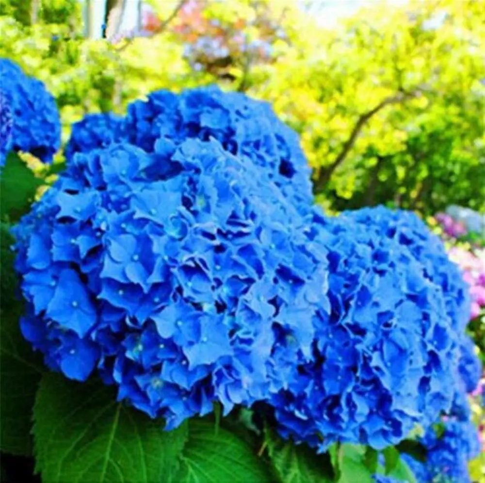 20 Blue Hydrangea Seeds - £10.02 GBP